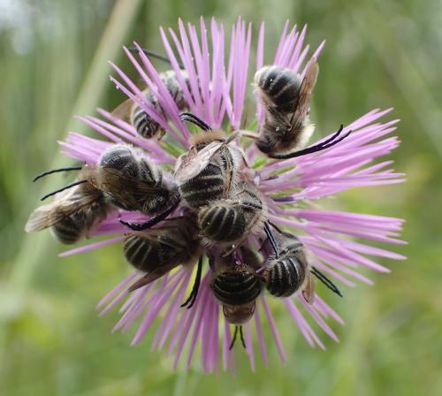 Réf. 180 626 : Eucera sp.